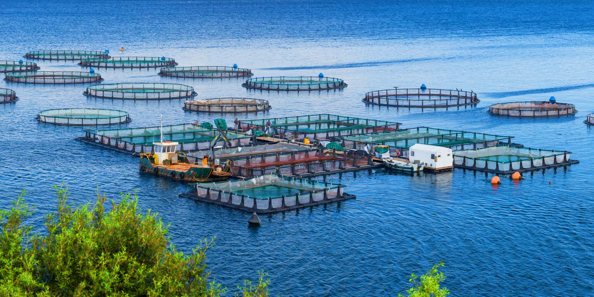 Aquaculture & Aquaponics